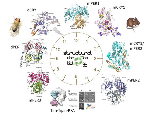 Clock protein structures