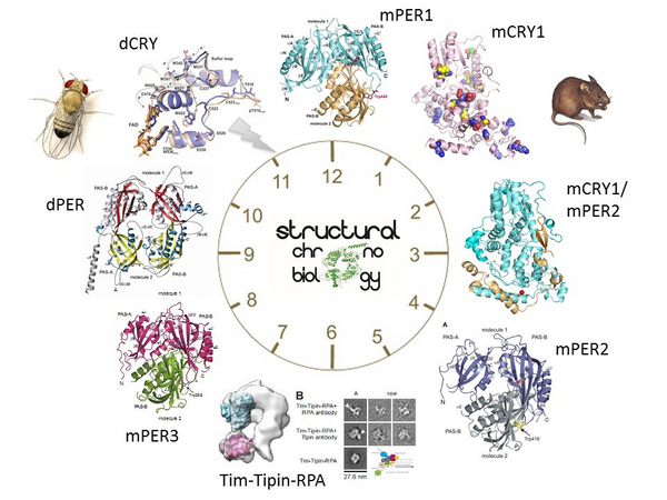 Structures of clock proteins Clock protein structures
