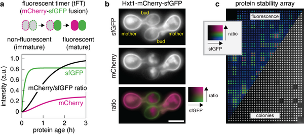 Analysis of protein dynamics with tFTs Figure showing analysis of protein dynamics with tandem fluorescent protein timers