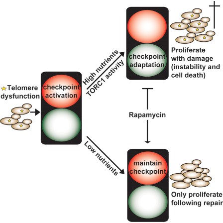 Telomere dysfunction activates the DNA damage checkpoint leading to cell cycle arrest